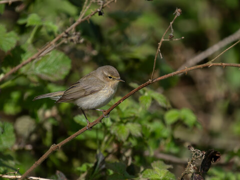Chiffchaff, Phylloscopus collybita