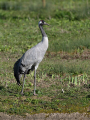 Fototapeta premium Common crane, Grus grus