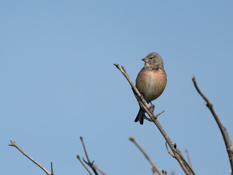 Linnet, Linaria cannabina,