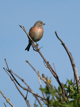Linnet, Linaria cannabina,