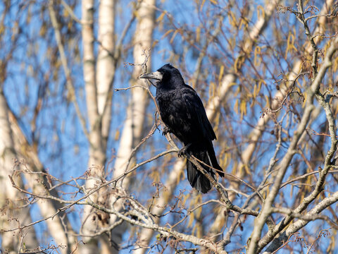 Rook, Corvus frugilegus