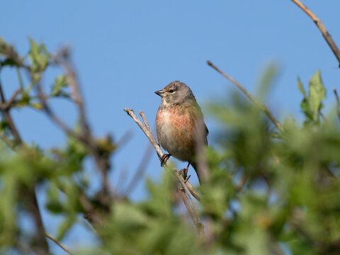 Linnet, Linaria cannabina,