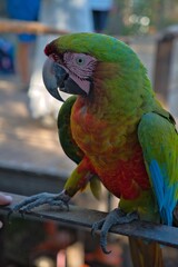 aves mexicanas © juanalava