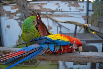 aves mexicanas © juanalava