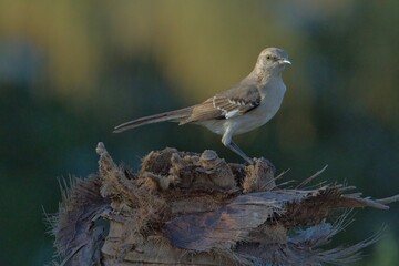 aves mexicanas © juanalava