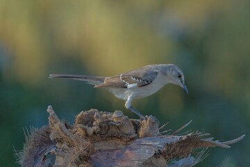 aves mexicanas © juanalava