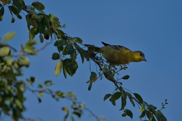 ave mexicana © juanalava