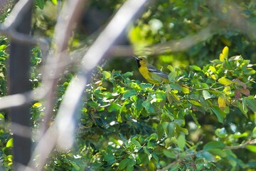 aves mexicanas © juanalava