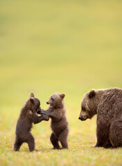 Two bear cubs playing in a green meadow with mother nearby © giedriius