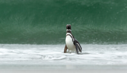 A lone Magellanic penguin (Spheniscus magellanicus) walks onto a white sand beach from the turquoise sea with a large crashing wave in the background in the Falkland Islands. © giedriius
