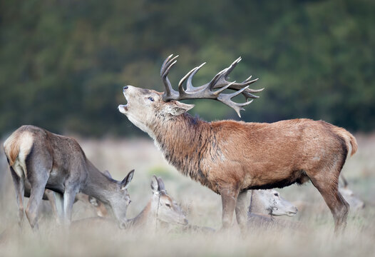 Red deer stag roaring during rutting season in autumn