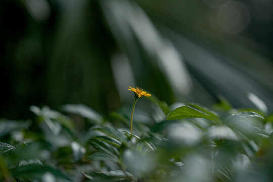 Bidens Macroptera, Yellow flower on green background, flower, bokeh backgrond, green bokeh background, Green boken