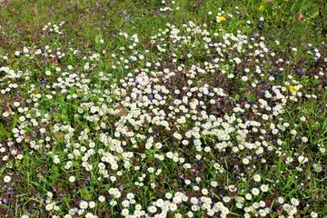 Frühlingswiese mit Gänseblümchen und Günsel © christiane65
