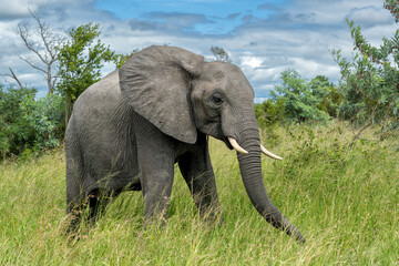 Fototapeta premium Elephant bull hanging around in the Kruger National Park in South Africa