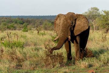 Fototapeta premium Elephant bull hanging around in the Kruger National Park in South Africa