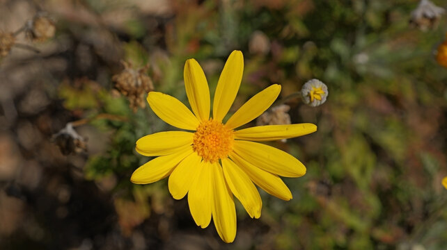 The image shows Euryops pectinatus 