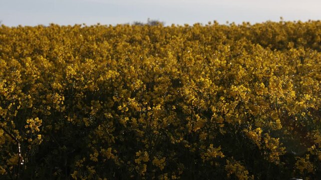 yellow rapeseed fields during the sunset