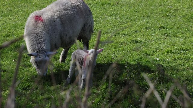 sheep and lambs