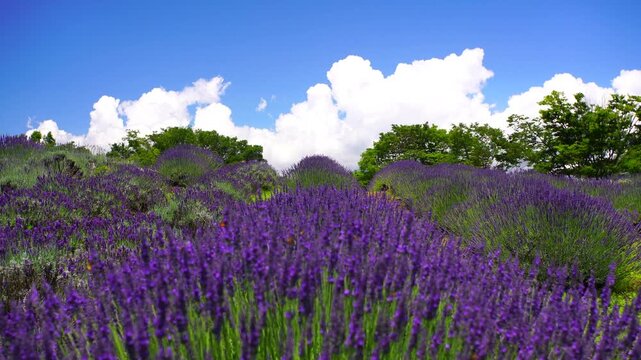 ラベンダー畑とホルンのオブジェ