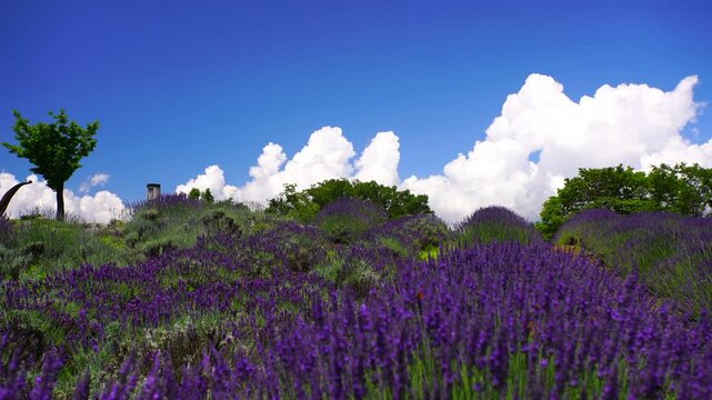 ラベンダー畑とホルンのオブジェと入道雲