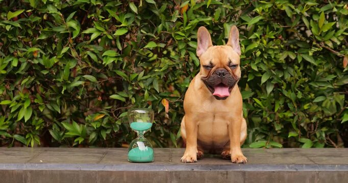 In scorching heat, very young dog pants heavily while sitting against green hedge, with hourglass beside. Captured in slow motion, this portrait shot highlights concept of time ticking away