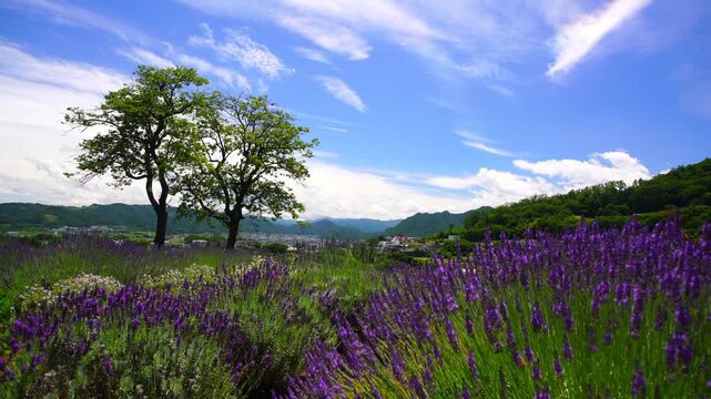 ラベンダー畑と木立と環水平アークの彩雲