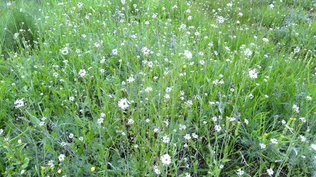 Spring meadow with white flowers in soft diffused light