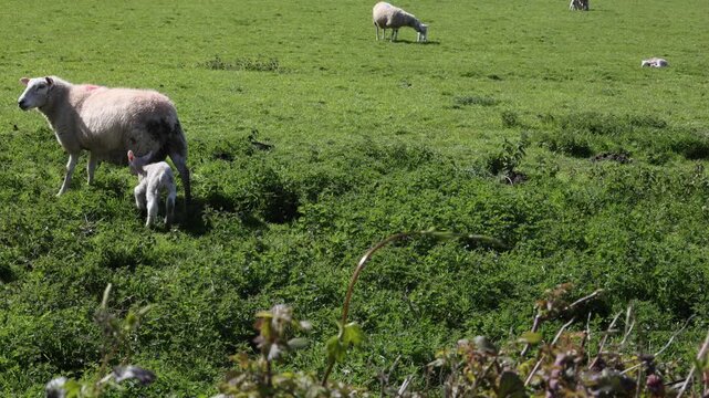 a flock of sheep with young lambs on a farm