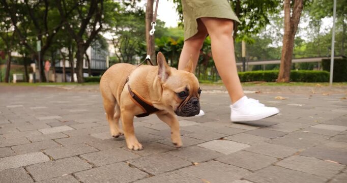 Cautious French Bulldog puppy, on leash, walks beside its owner's legs on wide, empty alley in suburban area. Low camera captures close-up and full-length views of adorable and charming doggy.