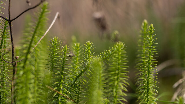 Clubmoss Lycopodium clavatum macro green forest plant natural background