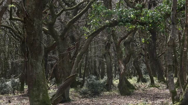 the forest of majestic trees in southern England