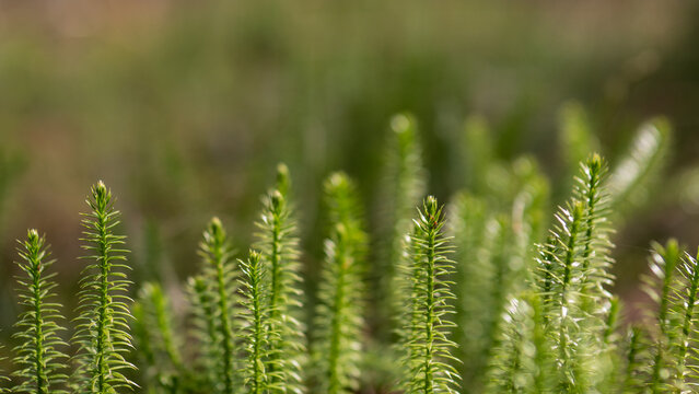 Clubmoss Lycopodium clavatum macro green forest plant natural background