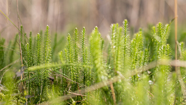 Clubmoss Lycopodium clavatum macro green forest plant natural background