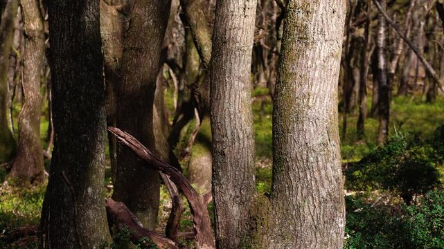 the forest of majestic trees in southern England