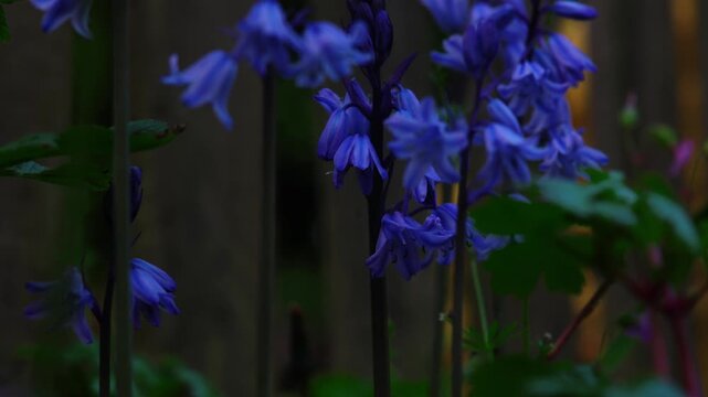 blue flowers in the garden