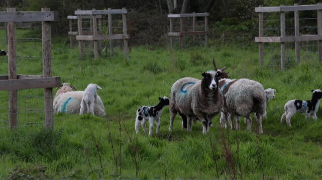 a flock of sheep with young lambs on a farm