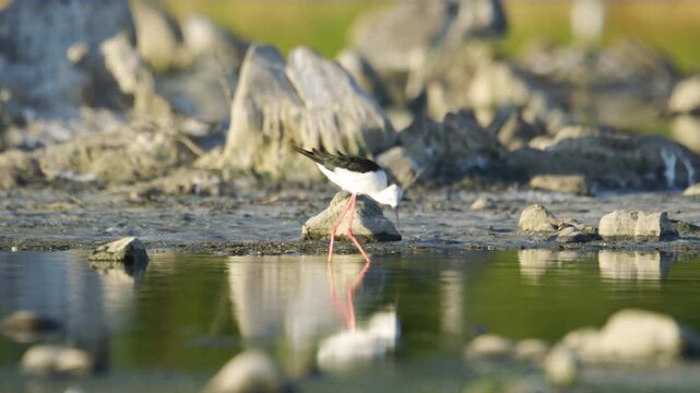 A black winged stilt (Himantopus himantopus) collecting its food from water.