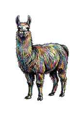 Fototapeta premium Colorful llama illustration with vibrant rainbow-colored fur on a white background