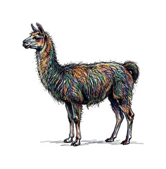 Fototapeta premium Vibrant, colorful llama illustration with a unique artistic style