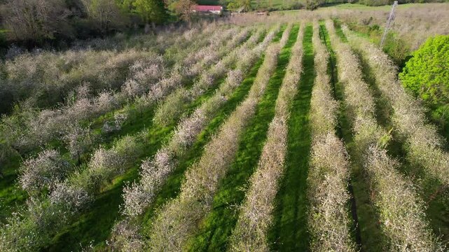 Aerial view of blooming apple trees in spring time in Nava municipality, Comarca de la Sidra, Asturias, Spain, Europe