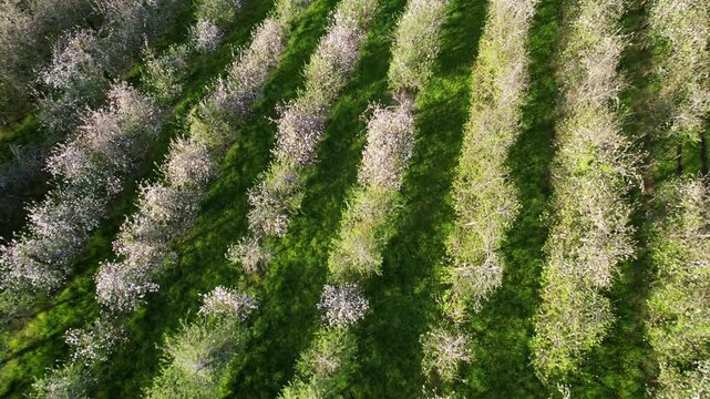 Aerial view of blooming apple trees in spring time in Nava municipality, Comarca de la Sidra, Asturias, Spain, Europe