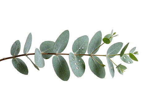 Fresh eucalyptus branch with green leaves and water drops isolated on a white background