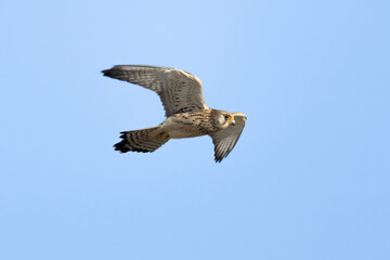 Obraz premium Female Lesser Kestrel (Falco naumanni) soaring in the blue sky. Small bird of prey in flight over Episkopi, Cyprus.