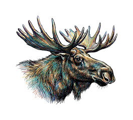 Obraz premium Vibrant, artistic portrait of a moose with colorful, textured antlers and fur