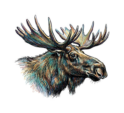 Vibrant, artistic portrait of a moose with colorful, textured antlers and fur