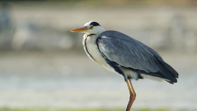 The grey heron (Ardea cinerea) is a long-legged wading bird of the heron family, Ardeidae, native throughout temperate Europe and Asia, and also parts of Africa. 
