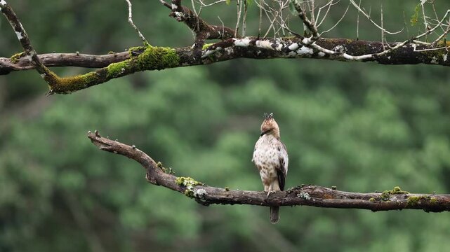 Crested Hawk eagle perched on a tree and preening at Valparai in western ghats
