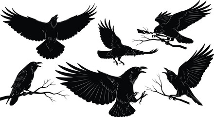 Obraz premium Set of black raven silhouettes in flight and perched on branches on transparent background.