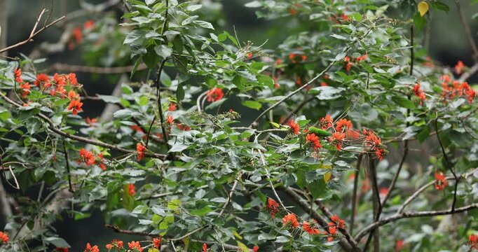 Vernal hanging parakeet foraging on flower tree at valparai in western ghats