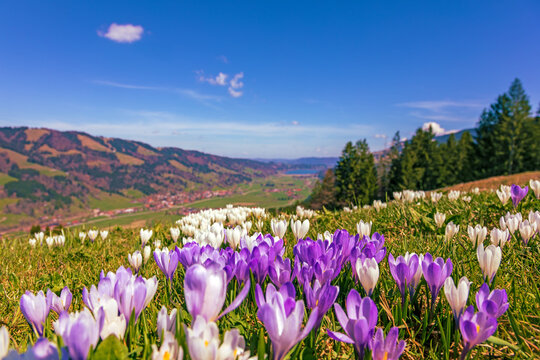 Krokusse - Allg&auml;u - Fr&uuml;hling - Alpsee - Immenstadt - Oberstaufen - Bl&uuml;te - H&uuml;ndle